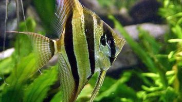 Altum angelfish