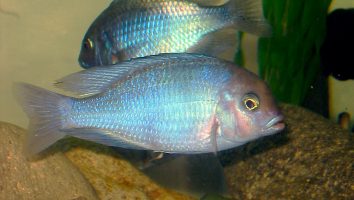 Blue dolphin cichlid