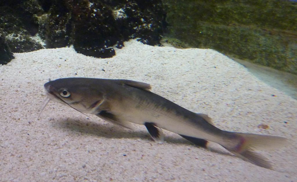 Colombian shark catfish Care Guide: Diet, Tank Mates, Diseases ...