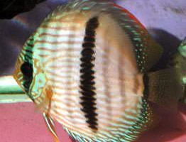 Common discus