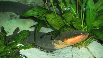 Electric eel