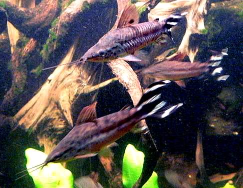 Flagtail catfish