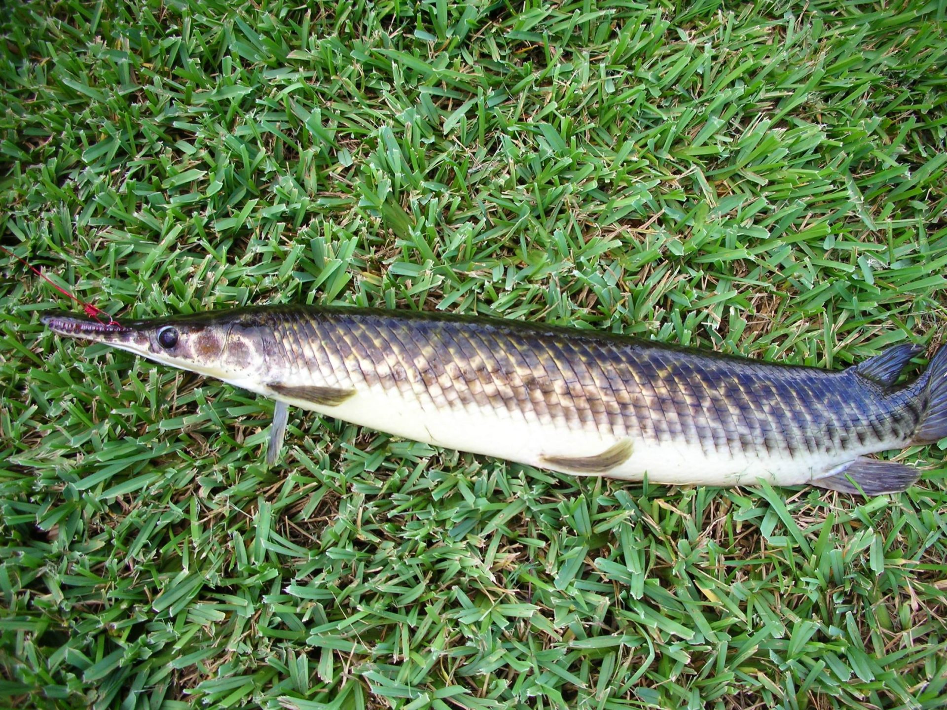 florida-gar-care-guide-diet-tank-mates-diseases-breeding-more