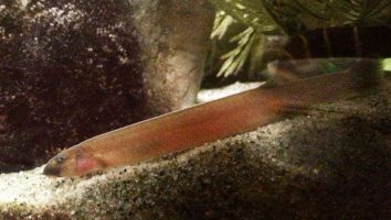 Java loach