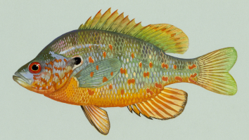 Orangespotted sunfish