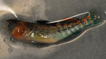 Orangethroat darter