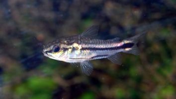 Pygmy corydoras