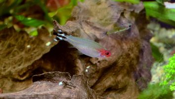 Rummy-nose tetra