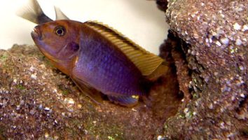 Rusty cichlid